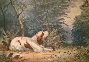 Clumber Spaniel