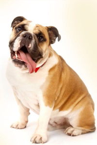 FOAPcute-bulldog-fa8f166e9c874245b2cb9b7476455bb8