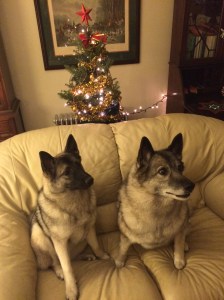 Adele and Jinx with their elevated Christmas tree