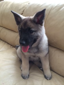 All puppies need love!