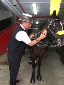 Grooming Tyson before he heads out for a carriage ride