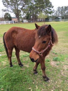 Schackleford Horse Diego 