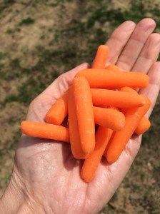 Baby carrots are a great way to feed treats to your horse! 
