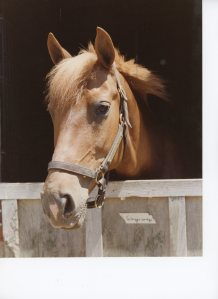 My chestnut pony Gingersnap 