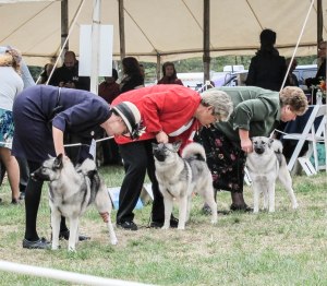 Showing Adele in the 12-18 month puppy sweepstakes class. She went on to win the 12-18 months regular class at M&E. 