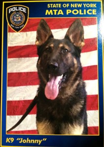 K-9 Johnny as he appears on his own trading card. Each of the MTA Police Canines have cards that handlers can share with children. On the back of the card Johnny says, "If you see something, say something." 