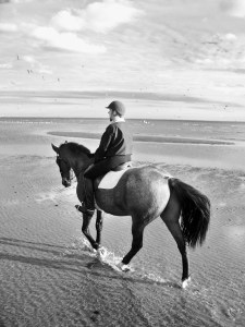 In a snow globe of seagulls 